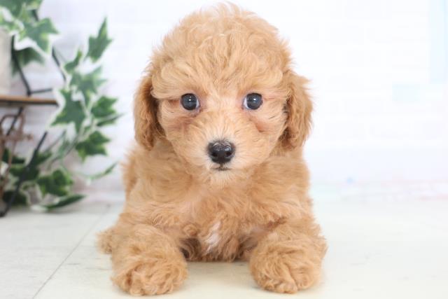 徳島県のトイプードル(トイ) (Coo&RIKU徳島店/2025年12月20日生まれ/男の子/アプリコット)の子犬の1枚目の画像