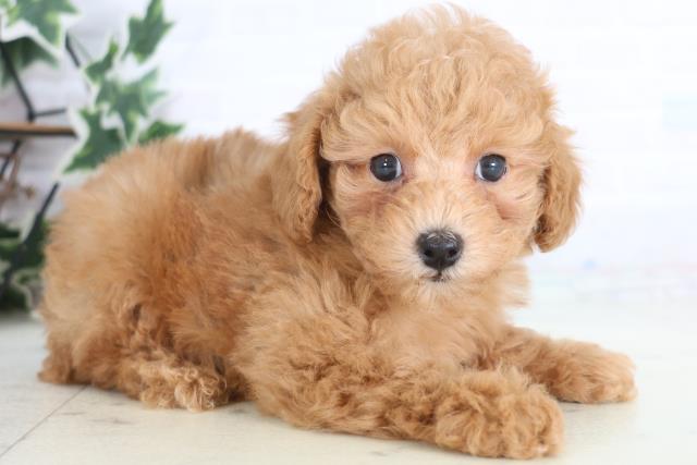 徳島県のトイプードル(トイ) (Coo&RIKU徳島店/2025年12月20日生まれ/男の子/アプリコット)の子犬の2枚目の画像