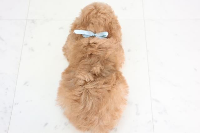 徳島県のトイプードル(トイ) (Coo&RIKU徳島店/2025年12月20日生まれ/男の子/アプリコット)の子犬の4枚目の画像