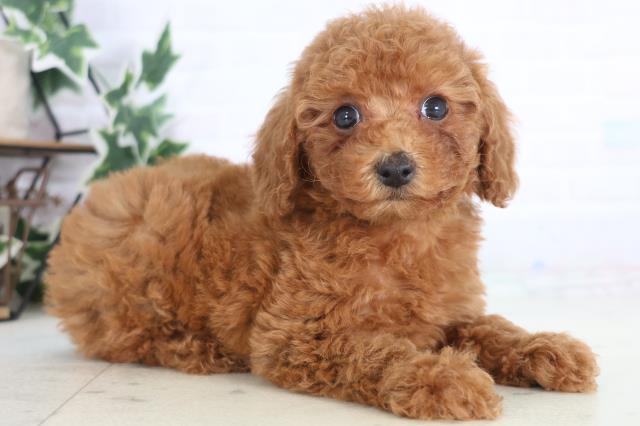 福岡県のトイプードル(トイ) (Coo&RIKU小倉店/2025年12月20日生まれ/女の子/アプリコット)の子犬の2枚目の画像