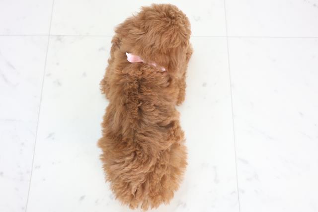 福岡県のトイプードル(トイ) (Coo&RIKU小倉店/2025年12月20日生まれ/女の子/アプリコット)の子犬の4枚目の画像