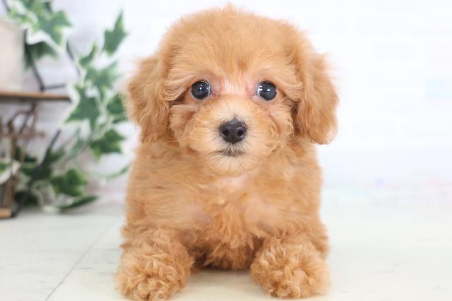 長崎県のトイプードル(トイ) (Coo&RIKU大村店/2025年12月20日生まれ/女の子/アプリコット)の子犬の1枚目の画像