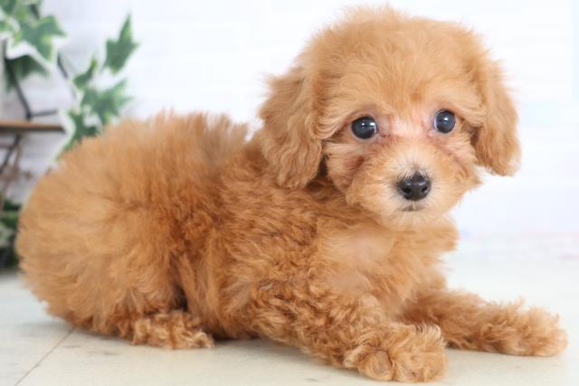 長崎県のトイプードル(トイ) (Coo&RIKU大村店/2025年12月20日生まれ/女の子/アプリコット)の子犬の2枚目の画像