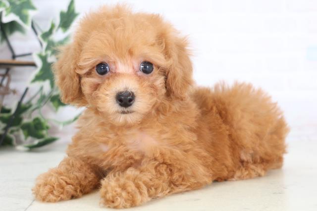 長崎県のトイプードル(トイ) (Coo&RIKU大村店/2025年12月20日生まれ/女の子/アプリコット)の子犬の3枚目の画像