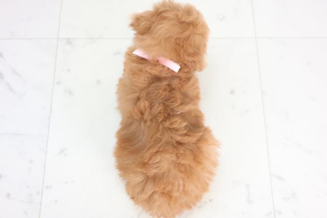 長崎県のトイプードル(トイ) (Coo&RIKU大村店/2025年12月20日生まれ/女の子/アプリコット)の子犬の4枚目の画像