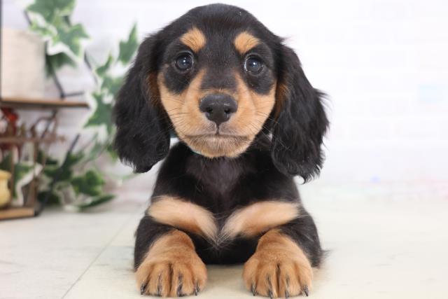 福岡県のミニチュアダックスフンド(ロング) (Coo&RIKU小倉店/2025年12月21日生まれ/男の子/ブラックタン)の子犬の1枚目の画像