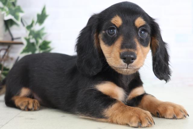 福岡県のミニチュアダックスフンド(ロング) (Coo&RIKU小倉店/2025年12月21日生まれ/男の子/ブラックタン)の子犬の2枚目の画像