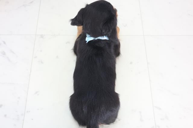 福岡県のミニチュアダックスフンド(ロング) (Coo&RIKU小倉店/2025年12月21日生まれ/男の子/ブラックタン)の子犬の4枚目の画像