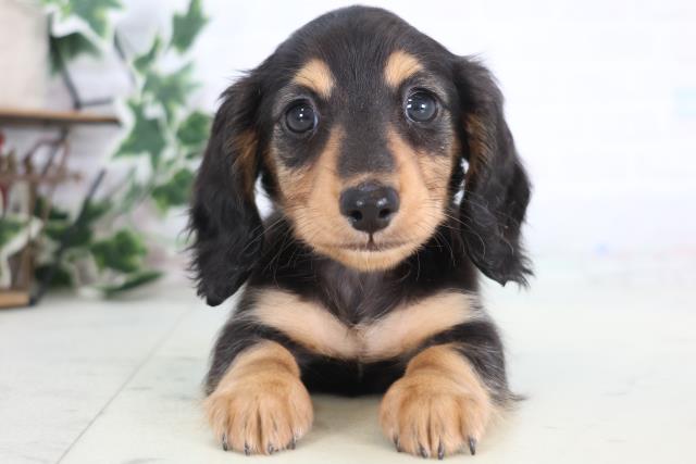 島根県のミニチュアダックスフンド(ロング) (Coo&RIKU出雲店/2025年12月21日生まれ/女の子/ブラックタン)の子犬の1枚目の画像