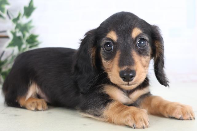 島根県のミニチュアダックスフンド(ロング) (Coo&RIKU出雲店/2025年12月21日生まれ/女の子/ブラックタン)の子犬の2枚目の画像