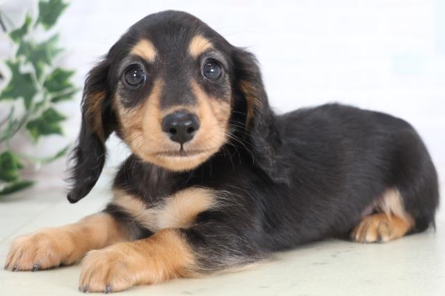 島根県のミニチュアダックスフンド(ロング) (Coo&RIKU出雲店/2025年12月21日生まれ/女の子/ブラックタン)の子犬の3枚目の画像