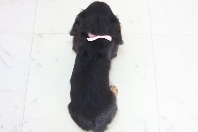 島根県のミニチュアダックスフンド(ロング) (Coo&RIKU出雲店/2025年12月21日生まれ/女の子/ブラックタン)の子犬の4枚目の画像