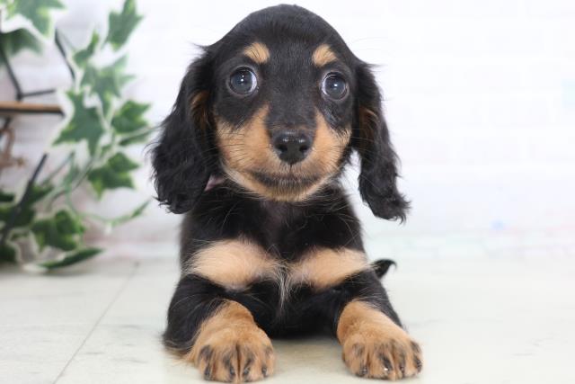 愛媛県のミニチュアダックスフンド(ロング) (Coo&RIKU大洲店/2025年12月21日生まれ/女の子/ブラックタン)の子犬の1枚目の画像