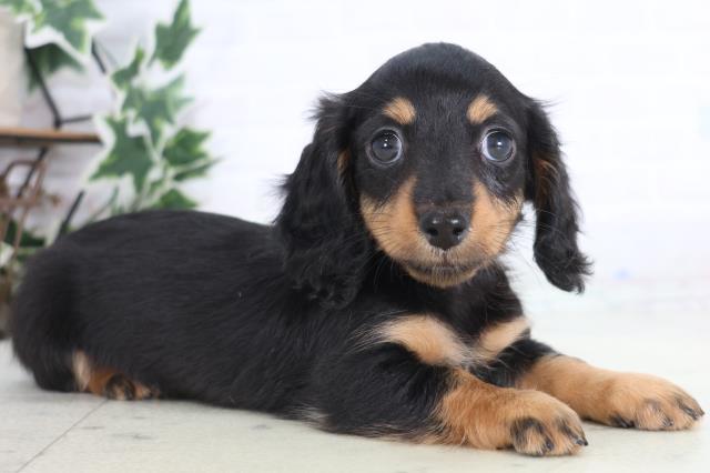 愛媛県のミニチュアダックスフンド(ロング) (Coo&RIKU大洲店/2025年12月21日生まれ/女の子/ブラックタン)の子犬の2枚目の画像