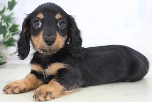 愛媛県のミニチュアダックスフンド(ロング) (Coo&RIKU大洲店/2025年12月21日生まれ/女の子/ブラックタン)の子犬の3枚目の画像