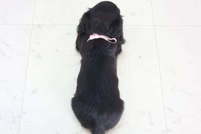 愛媛県のミニチュアダックスフンド(ロング) (Coo&RIKU大洲店/2025年12月21日生まれ/女の子/ブラックタン)の子犬の4枚目の画像