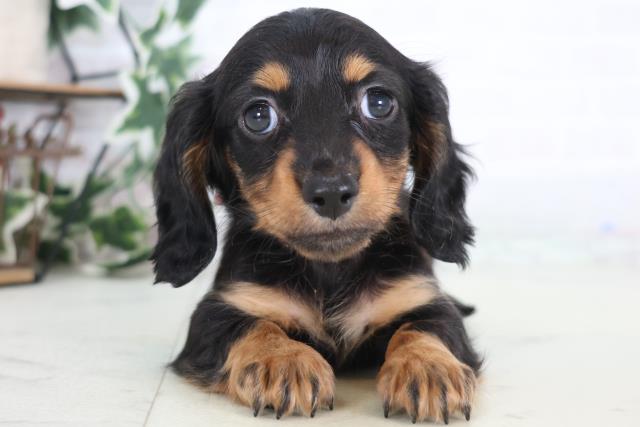 香川県のミニチュアダックスフンド(ロング) (Coo&RIKU高松上福岡店/2025年12月21日生まれ/女の子/ブラックタン)の子犬の1枚目の画像