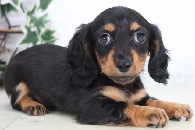 香川県のミニチュアダックスフンド(ロング) (Coo&RIKU高松上福岡店/2025年12月21日生まれ/女の子/ブラックタン)の子犬の2枚目の画像