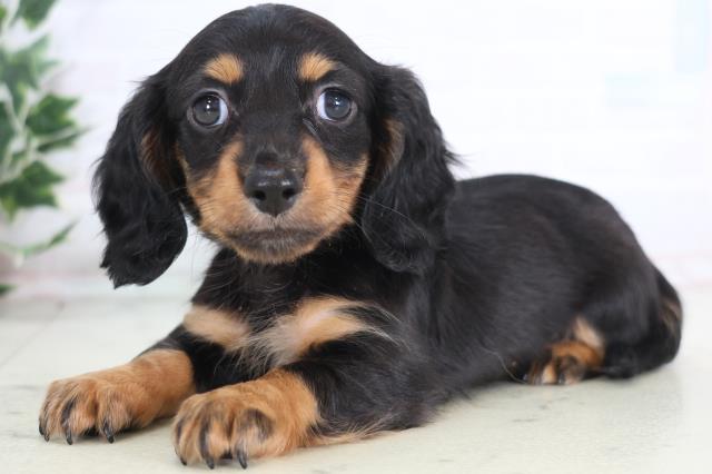 香川県のミニチュアダックスフンド(ロング) (Coo&RIKU高松上福岡店/2025年12月21日生まれ/女の子/ブラックタン)の子犬の3枚目の画像