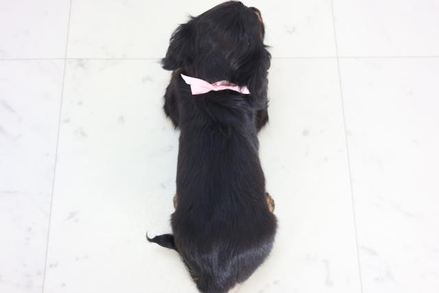 香川県のミニチュアダックスフンド(ロング) (Coo&RIKU高松上福岡店/2025年12月21日生まれ/女の子/ブラックタン)の子犬の4枚目の画像