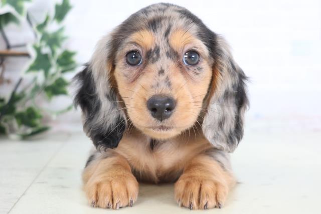 福岡県のミニチュアダックスフンド(ロング) (Coo&RIKUゆめタウン飯塚店/2025年12月21日生まれ/女の子/シルバーダップル)の子犬の1枚目の画像