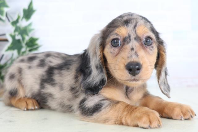 福岡県のミニチュアダックスフンド(ロング) (Coo&RIKUゆめタウン飯塚店/2025年12月21日生まれ/女の子/シルバーダップル)の子犬の2枚目の画像