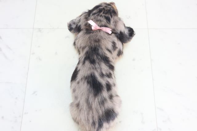 福岡県のミニチュアダックスフンド(ロング) (Coo&RIKUゆめタウン飯塚店/2025年12月21日生まれ/女の子/シルバーダップル)の子犬の4枚目の画像