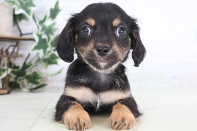 鳥取県のチワックス(チワワ×ダックス) (Coo&RIKUラ・ムー鳥取東店/2025年12月21日生まれ/男の子/ブラックタン)の子犬の1枚目の画像