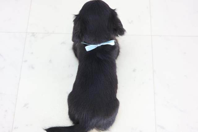 鳥取県のチワックス(チワワ×ダックス) (Coo&RIKUラ・ムー鳥取東店/2025年12月21日生まれ/男の子/ブラックタン)の子犬の4枚目の画像