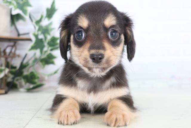 山口県のチワックス(チワワ×ダックス) (Coo&RIKUサンパークあじす店/2025年12月21日生まれ/男の子/ブラックタン)の子犬の1枚目の画像