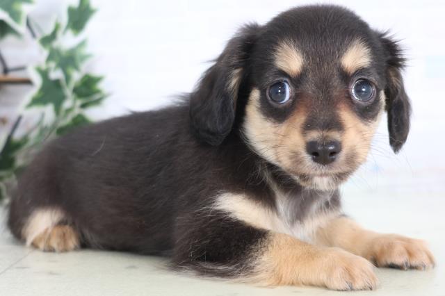 山口県のチワックス(チワワ×ダックス) (Coo&RIKUサンパークあじす店/2025年12月21日生まれ/男の子/ブラックタン)の子犬の2枚目の画像