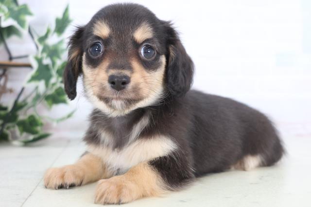 山口県のチワックス(チワワ×ダックス) (Coo&RIKUサンパークあじす店/2025年12月21日生まれ/男の子/ブラックタン)の子犬の3枚目の画像