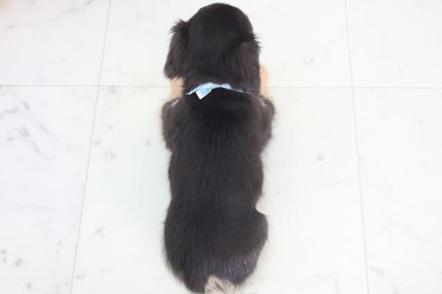 山口県のチワックス(チワワ×ダックス) (Coo&RIKUサンパークあじす店/2025年12月21日生まれ/男の子/ブラックタン)の子犬の4枚目の画像