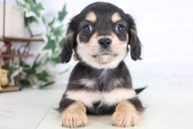 福岡県のチワックス(チワワ×ダックス) (Coo&RIKUフォレストシティ春日店/2025年12月21日生まれ/女の子/ブラックタン)の子犬