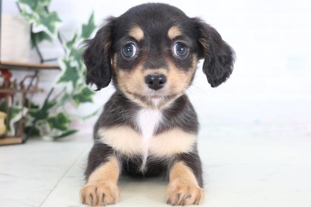 熊本県のハーフ犬・ミックス犬 (Coo&RIKU熊本店/2025年12月21日生まれ/女の子/ブラックタン)の子犬の1枚目の画像