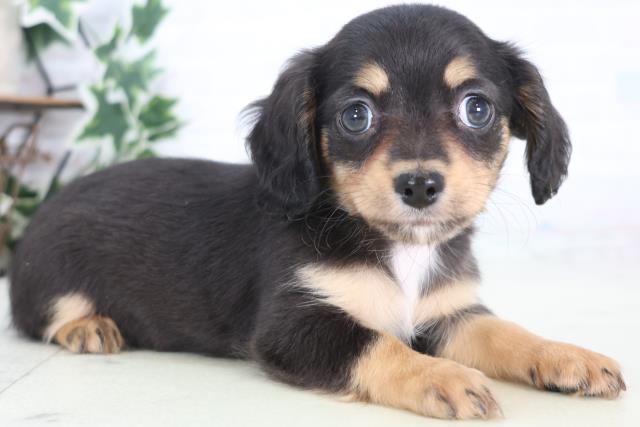 熊本県のハーフ犬・ミックス犬 (Coo&RIKU熊本店/2025年12月21日生まれ/女の子/ブラックタン)の子犬の2枚目の画像