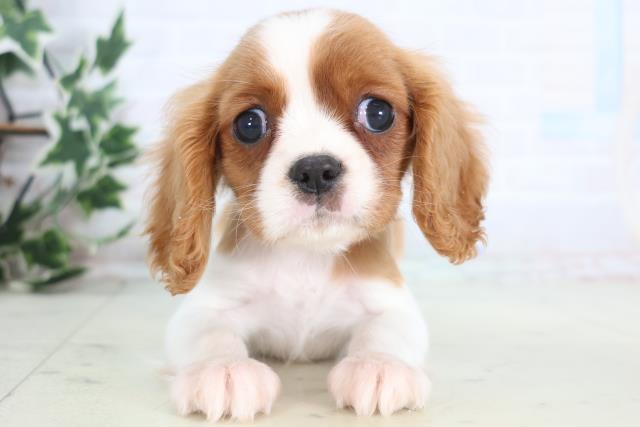 高知県のキャバリアキングチャールズスパニエル (Coo&RIKU高知御座店/2025年12月9日生まれ/男の子/ブレンハイム)の子犬の1枚目の画像