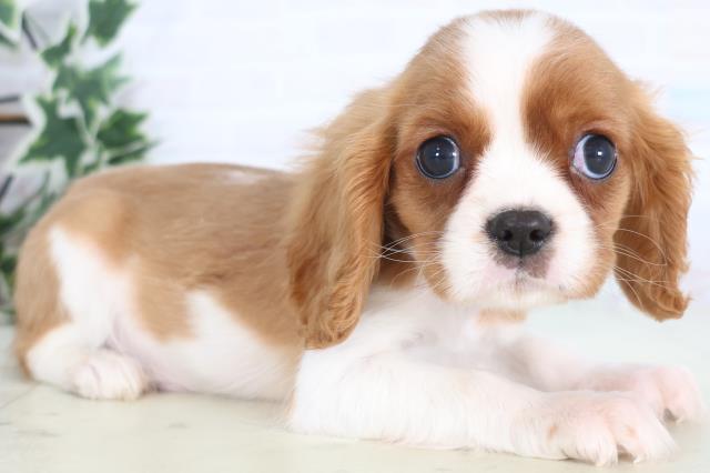 高知県のキャバリアキングチャールズスパニエル (Coo&RIKU高知御座店/2025年12月9日生まれ/男の子/ブレンハイム)の子犬の2枚目の画像