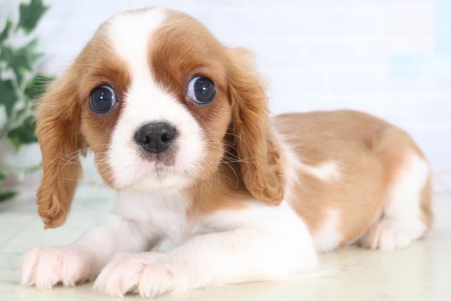 高知県のキャバリアキングチャールズスパニエル (Coo&RIKU高知御座店/2025年12月9日生まれ/男の子/ブレンハイム)の子犬の3枚目の画像