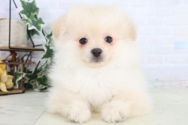 愛媛県のポメラニアン (Coo&RIKU大洲店/2025年12月15日生まれ/男の子/クリーム)の子犬の1枚目の画像