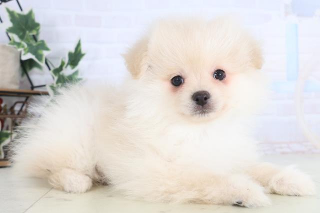 愛媛県のポメラニアン (Coo&RIKU大洲店/2025年12月15日生まれ/男の子/クリーム)の子犬の2枚目の画像