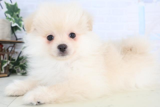 愛媛県のポメラニアン (Coo&RIKU大洲店/2025年12月15日生まれ/男の子/クリーム)の子犬の3枚目の画像