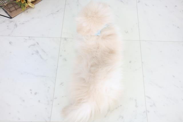 愛媛県のポメラニアン (Coo&RIKU大洲店/2025年12月15日生まれ/男の子/クリーム)の子犬の4枚目の画像