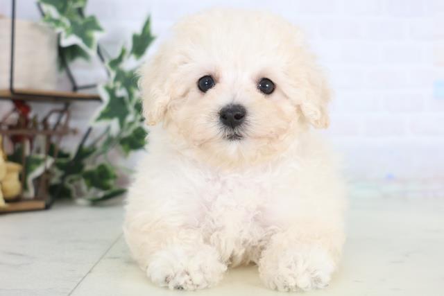 広島県のトイプードル(トイ) (Coo&RIKU福山店/2025年12月17日生まれ/女の子/ホワイト)の子犬の1枚目の画像