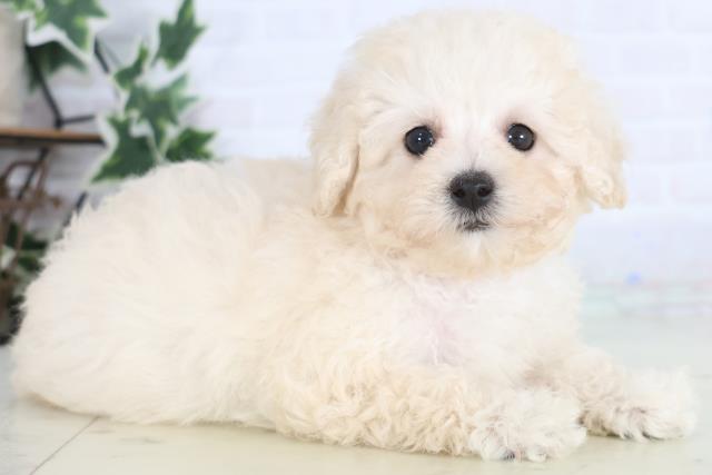 広島県のトイプードル(トイ) (Coo&RIKU福山店/2025年12月17日生まれ/女の子/ホワイト)の子犬の2枚目の画像