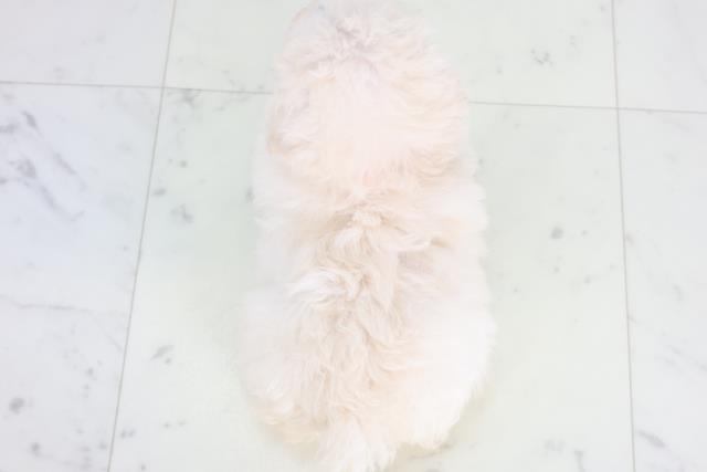 広島県のトイプードル(トイ) (Coo&RIKU福山店/2025年12月17日生まれ/女の子/ホワイト)の子犬の4枚目の画像