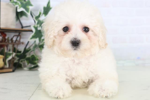 トイ・プードル