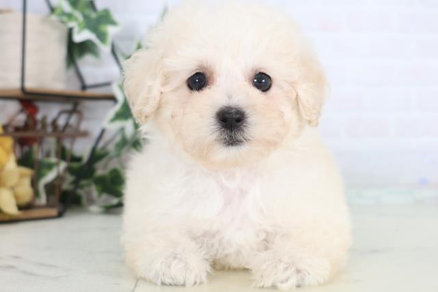 山口県のトイプードル(トイ) (Coo&RIKUサンパークあじす店/2025年12月17日生まれ/女の子/ホワイト)の子犬の1枚目の画像