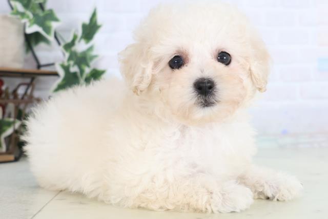 山口県のトイプードル(トイ) (Coo&RIKUサンパークあじす店/2025年12月17日生まれ/女の子/ホワイト)の子犬の2枚目の画像