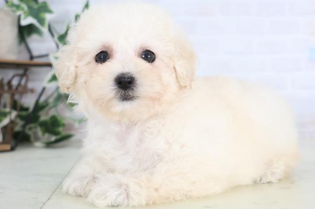 山口県のトイプードル(トイ) (Coo&RIKUサンパークあじす店/2025年12月17日生まれ/女の子/ホワイト)の子犬の3枚目の画像